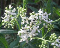 verbisina virginica.jpg